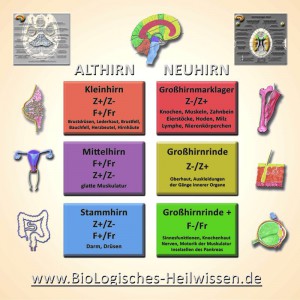 Tabelle BioLogisches Heilwissen Dresden