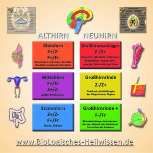 Tabelle BioLogisches Heilwissen